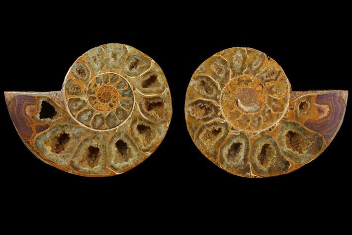 Cut & Polished, Agatized Ammonite Fossil- Jurassic #110773